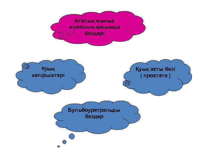 Аталық жыныс жүйесінің қосымша бездері Ұрық көпіршіктері Қуық асты безі ( простата ) Бульбоуретральды