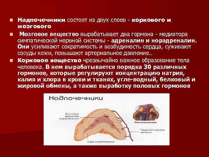 Надпочечники состоят из двух слоев - коркового и мозгового n Мозговое вещество вырабатывает два