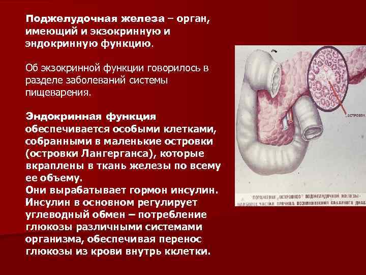 Поджелудочная железа – орган, имеющий и экзокринную и эндокринную функцию. Об экзокринной функции говорилось