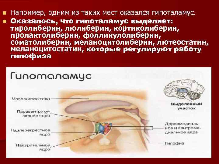 n n Например, одним из таких мест оказался гипоталамус. Оказалось, что гипоталамус выделяет: тиролиберин,