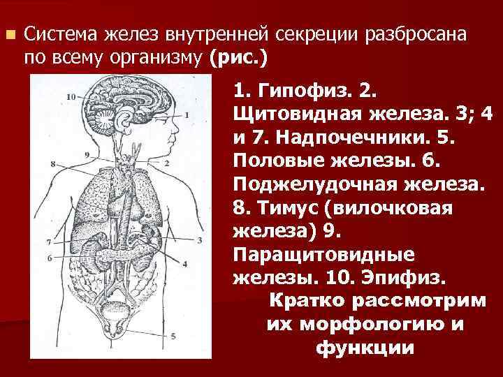 n Система желез внутренней секреции разбросана по всему организму (рис. ) 1. Гипофиз. 2.