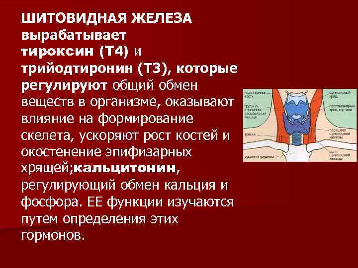 ШИТОВИДНАЯ ЖЕЛЕЗА вырабатывает тироксин (Т 4) и трийодтиронин (Т 3), которые регулируют общий обмен