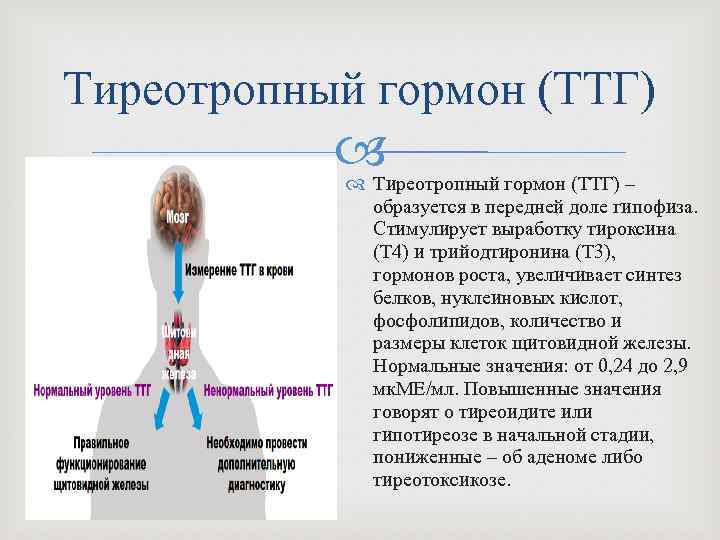 Тиреотропный гормон (ТТГ) – образуется в передней доле гипофиза. Стимулирует выработку тироксина (Т 4)