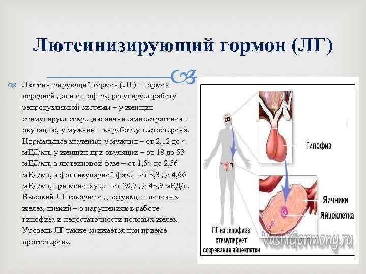 Лютеинизирующий гормон (ЛГ) – гормон передней доли гипофиза, регулирует работу репродуктивной системы – у