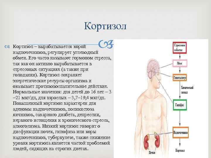 Кортизол – вырабатывается корой надпочечников, регулирует углеводный обмен. Его часто называют гормоном стресса, так