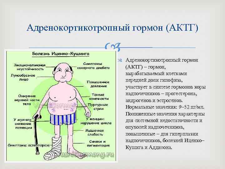 Адренокортикотропный гормон (АКТГ) – гормон, вырабатываемый клетками передней доли гипофиза, участвует в синтезе гормонов