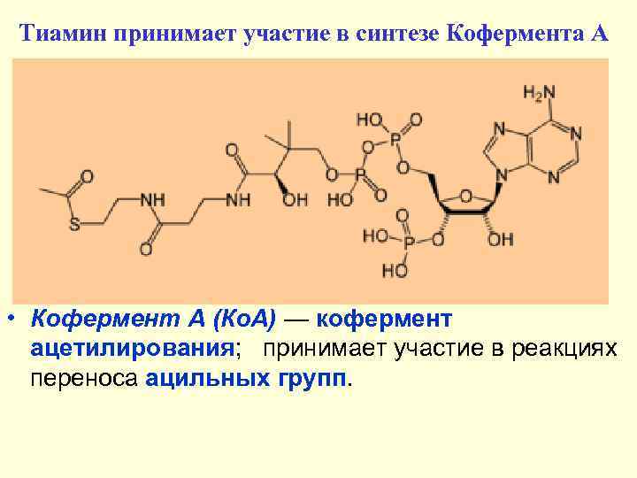 Тиамин принимает участие в синтезе Кофермента А • Кофермент А (Ко. А) — кофермент