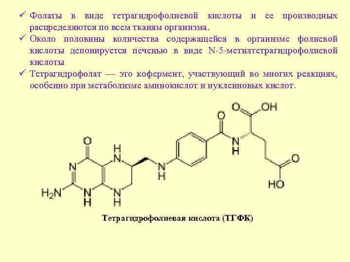 ü Фолаты в виде тетрагидрофолиевой кислоты и ее производных распределяются по всем тканям организма.