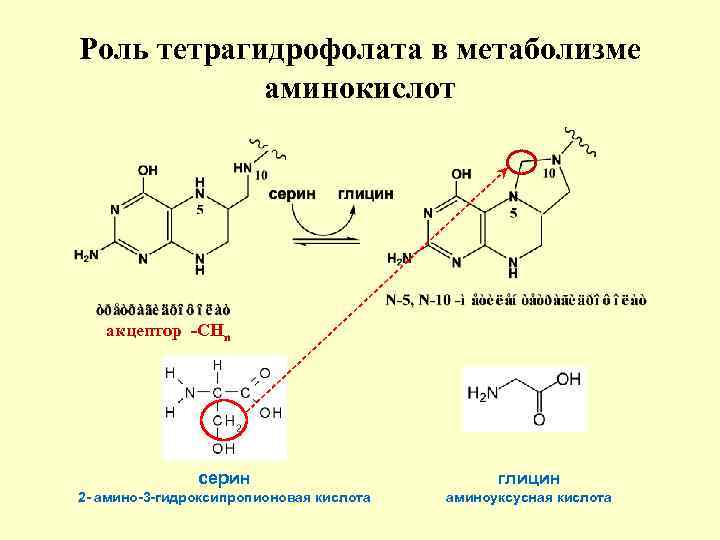 Роль тетрагидрофолата в метаболизме аминокислот акцептор -СНn серин глицин 2 - амино-3 -гидроксипропионовая кислота