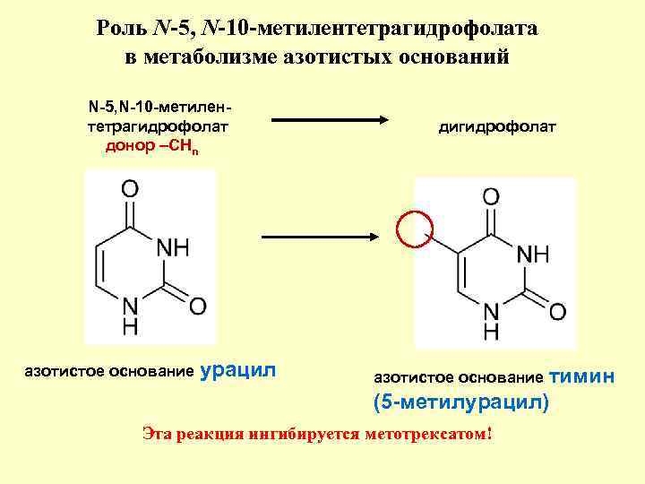 Роль N-5, N-10 -метилентетрагидрофолата в метаболизме азотистых оснований N-5, N-10 -метилентетрагидрофолат донор –СНn азотистое