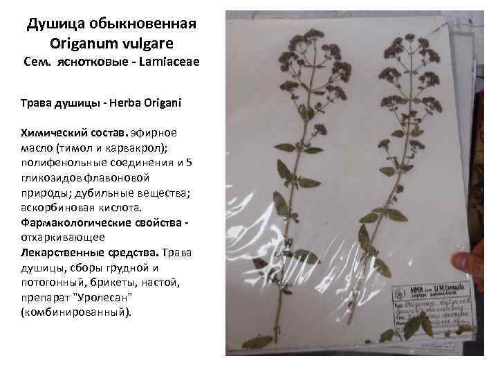 Душица обыкновенная Origanum vulgare Сем. яснотковые - Lamiaceae Трава душицы - Herba Origani Химический