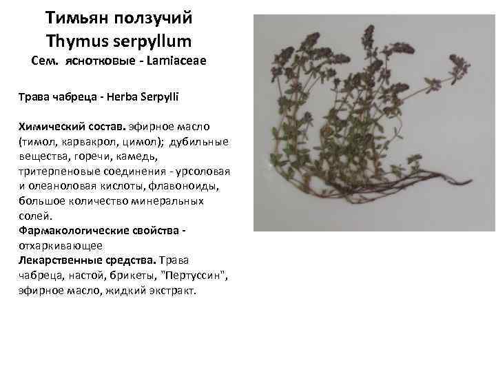 Тимьян ползучий Thymus serpyllum Сем. яснотковые - Lamiaceae Трава чабреца - Herba Serpylli Химический