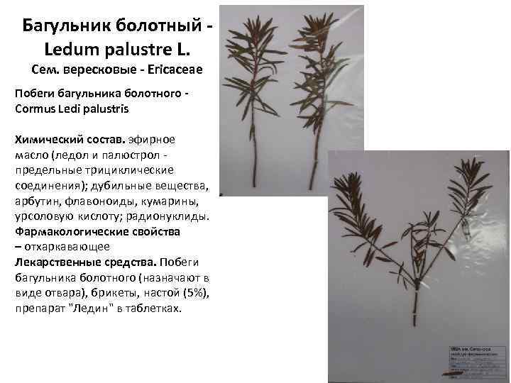 Багульник болотный - Ledum palustre L. Сем. вересковые - Ericaceae Побеги багульника болотного -