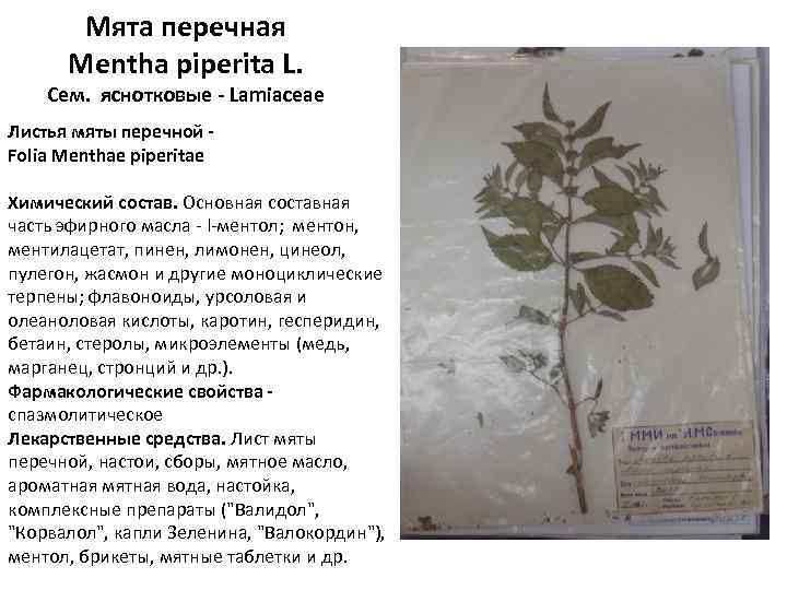 Мята перечная Mentha piperita L. Сем. яснотковые - Lamiaceae Листья мяты перечной - Folia