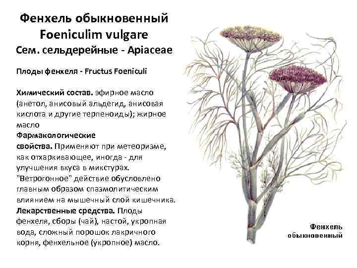 Фенхель обыкновенный Foeniculim vulgare Сем. сельдерейные - Apiaceae Плоды фенхеля - Fructus Foeniculi Химический