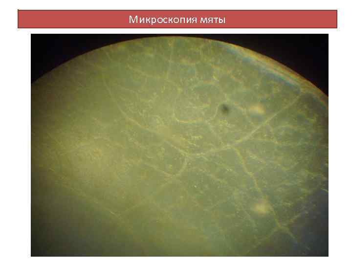 Микроскопия мяты 