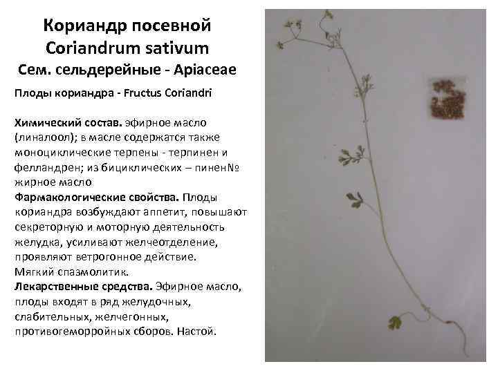 Кориандр посевной Coriandrum sativum Сем. сельдерейные - Apiaceae Плоды кориандра - Fructus Coriandri Химический