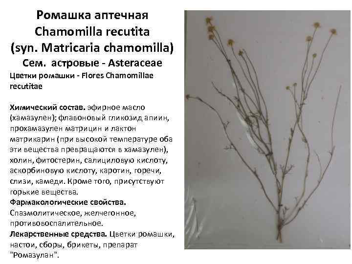 Ромашка аптечная Chamomilla recutita (syn. Matricaria chamomilla) Сем. астровые - Asteraceae Цветки ромашки -
