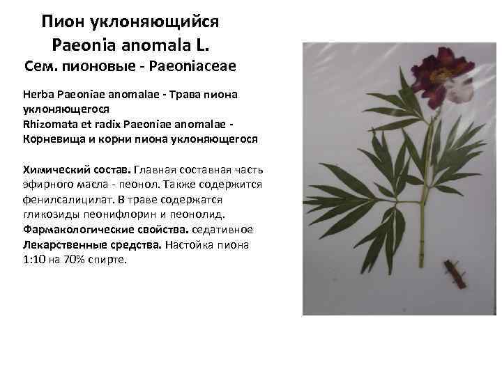 Пион уклоняющийся Paeonia anomala L. Сем. пионовые - Paeoniaceae Herba Paeoniae anomalae - Трава
