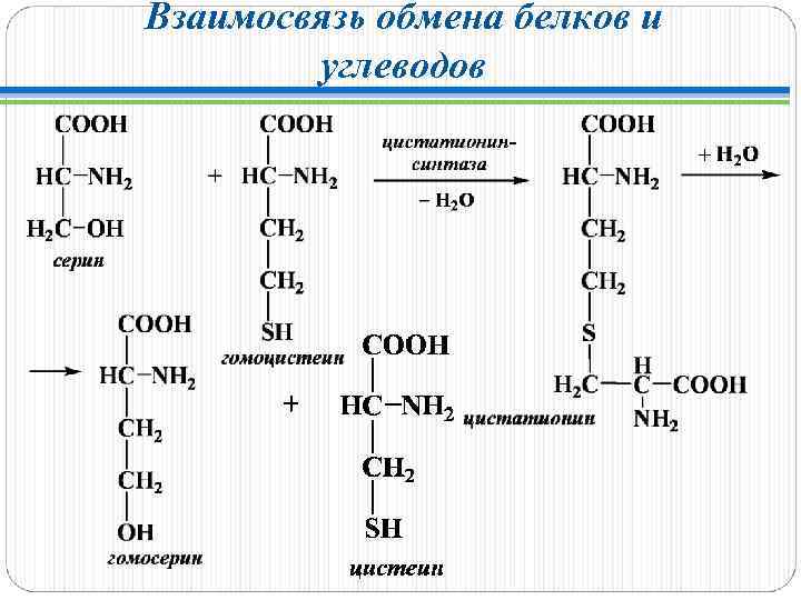 Взаимосвязь обмена белков и углеводов 