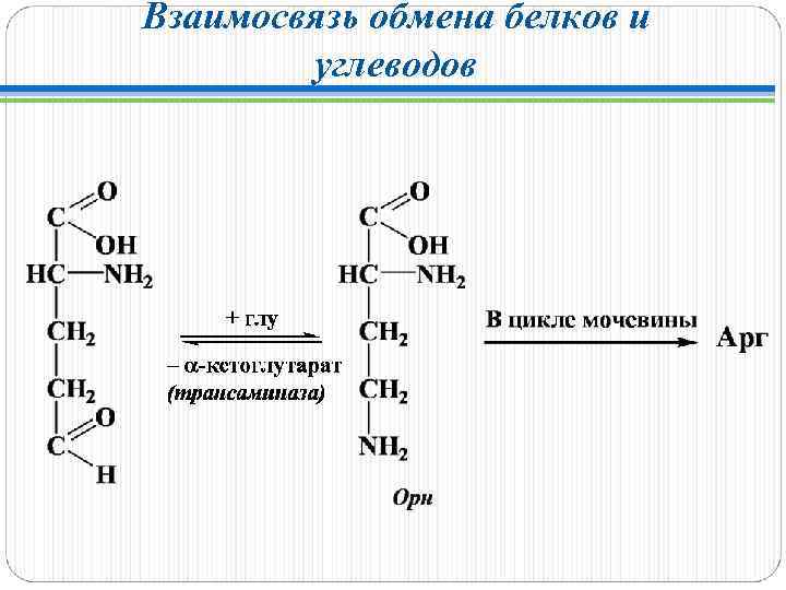 Взаимосвязь обмена белков и углеводов 