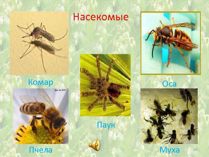 Насекомые Комар Оса Паук Пчела Муха 10 