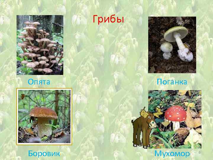 Грибы Опята Поганка Боровик Мухомор 6 