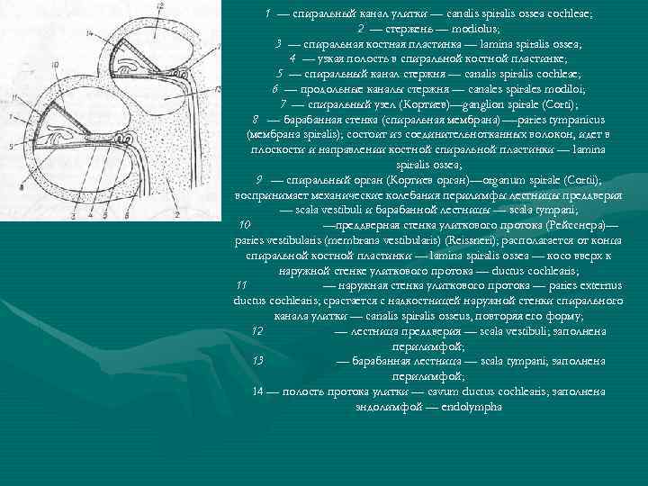 1 — спиральный канал улитки — canalis spiralis ossea cochleae; 2 — стержень —