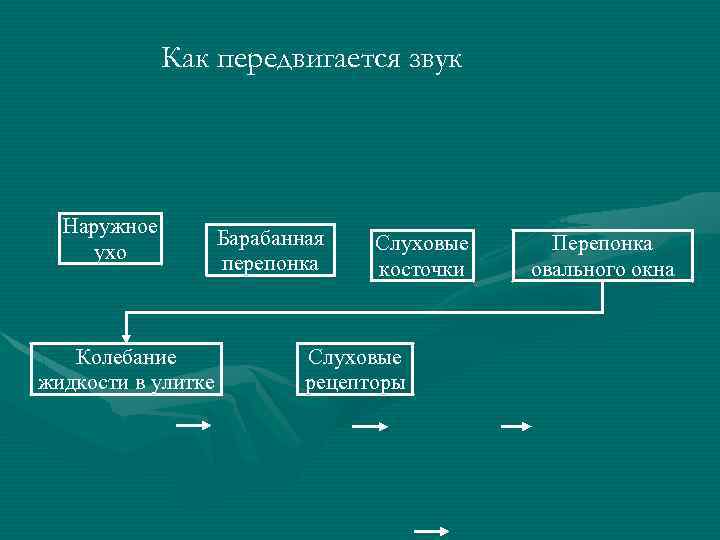 Как передвигается звук Наружное ухо Колебание жидкости в улитке Барабанная перепонка Слуховые косточки Слуховые