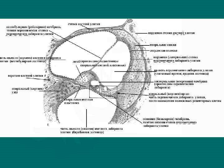 Стенки улиткового протока