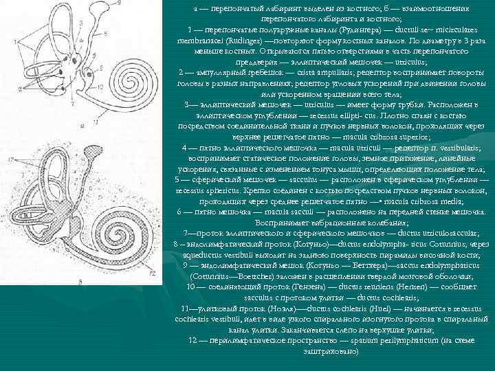 а — перепончатый лабиринт выделен из костного; б — взаимоотношения перепончатого лабиринта и костного;