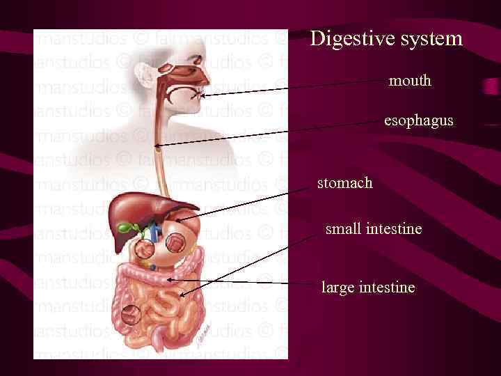 Digestive system mouth esophagus stomach small intestine large intestine 