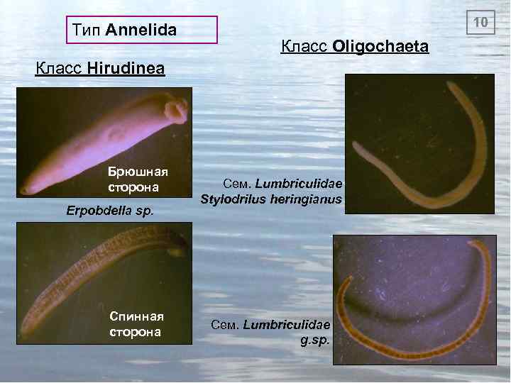 Тип Annelida 10 Класс Oligochaeta Класс Hirudinea Брюшная сторона Erpobdella sp. Спинная сторона Сем.