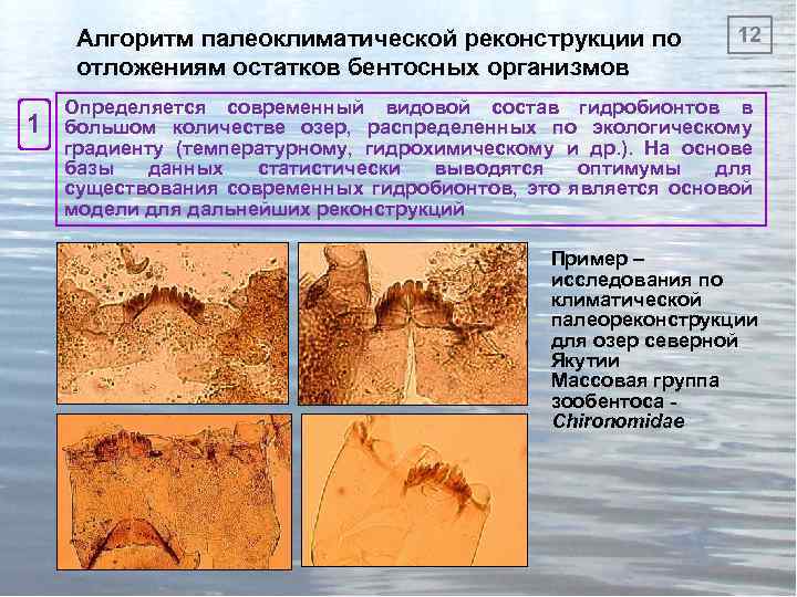 Алгоритм палеоклиматической реконструкции по отложениям остатков бентосных организмов 1 12 Определяется современный видовой состав