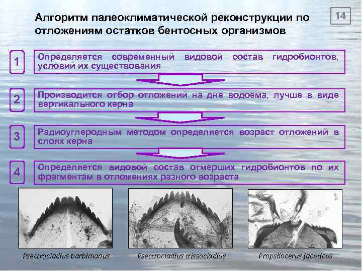 Алгоритм палеоклиматической реконструкции по отложениям остатков бентосных организмов 1 Определяется современный условий их существования