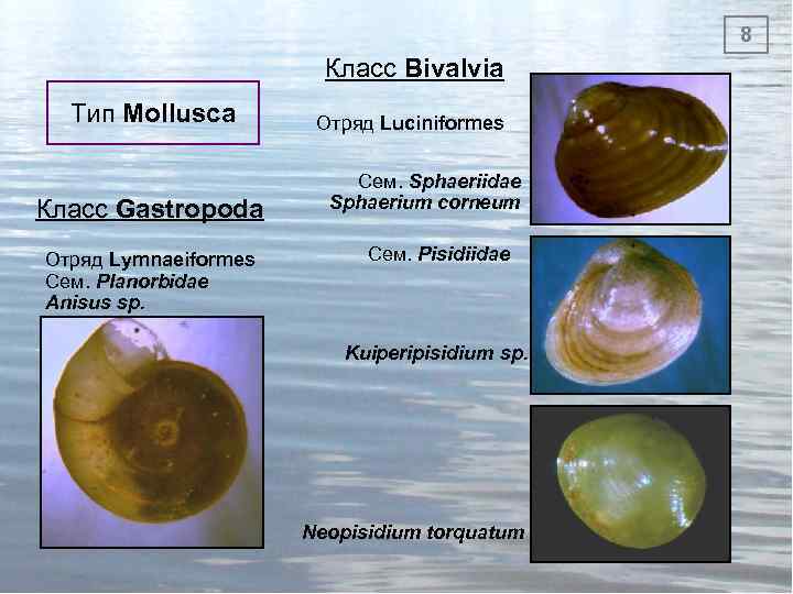 8 Класс Bivalvia Тип Mollusca Класс Gastropoda Отряд Lymnaeiformes Сем. Planorbidae Anisus sp. Отряд