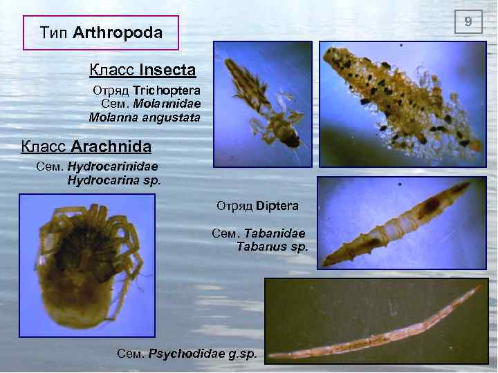9 Тип Arthropoda Класс Insecta Отряд Trichoptera Сем. Molannidae Molanna angustata Класс Arachnida Сем.