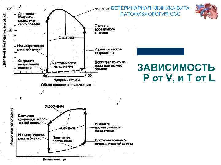 ВЕТЕРИНАРНАЯ КЛИНИКА ВИТА ПАТОФИЗИОЛОГИЯ ССС ЗАВИСИМОСТЬ Р от V, и Т от L 