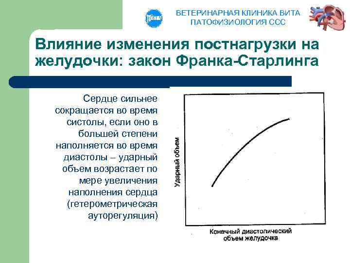 ВЕТЕРИНАРНАЯ КЛИНИКА ВИТА ПАТОФИЗИОЛОГИЯ ССС Влияние изменения постнагрузки на желудочки: закон Франка-Старлинга Сердце сильнее