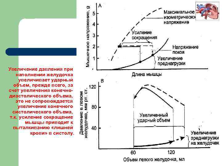 График давления от объема. Увеличение ударного объема сердца. Увеличение конечного диастолического давления. Диаграмма давление объем. Ударный объем желудочка.