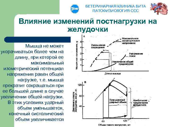 ВЕТЕРИНАРНАЯ КЛИНИКА ВИТА ПАТОФИЗИОЛОГИЯ ССС Влияние изменений постнагрузки на желудочки Мышца не может укорачиваться