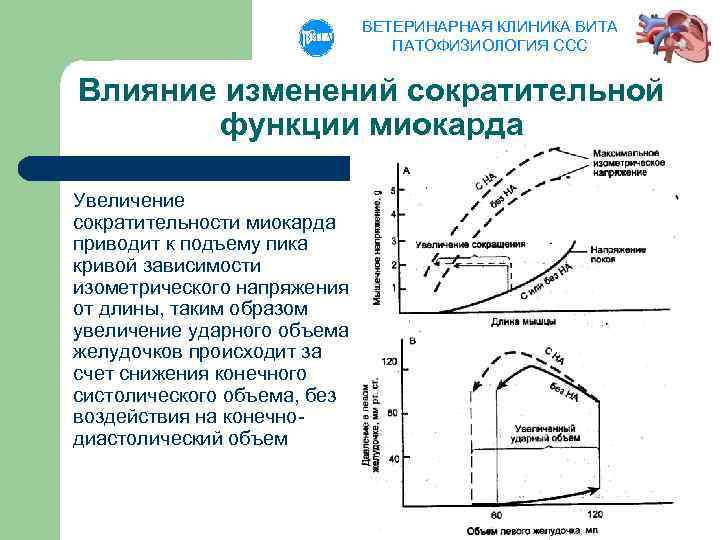 ВЕТЕРИНАРНАЯ КЛИНИКА ВИТА ПАТОФИЗИОЛОГИЯ ССС Влияние изменений сократительной функции миокарда Увеличение сократительности миокарда приводит