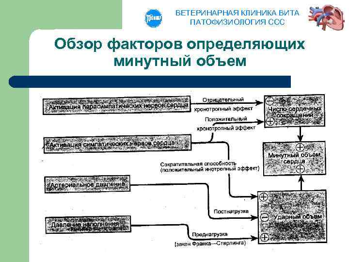 ВЕТЕРИНАРНАЯ КЛИНИКА ВИТА ПАТОФИЗИОЛОГИЯ ССС Обзор факторов определяющих минутный объем 