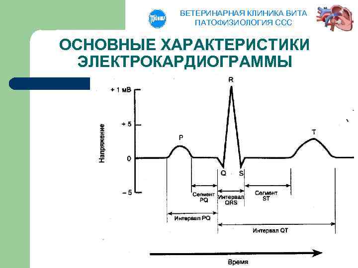 ВЕТЕРИНАРНАЯ КЛИНИКА ВИТА ПАТОФИЗИОЛОГИЯ ССС ОСНОВНЫЕ ХАРАКТЕРИСТИКИ ЭЛЕКТРОКАРДИОГРАММЫ 