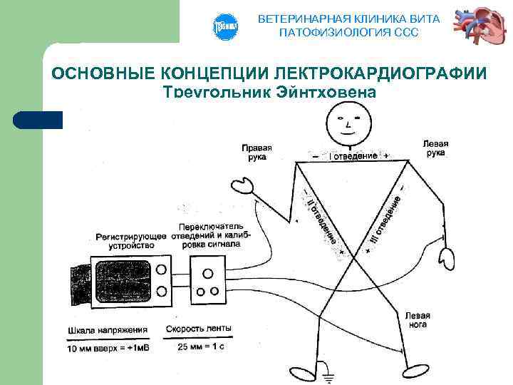 ВЕТЕРИНАРНАЯ КЛИНИКА ВИТА ПАТОФИЗИОЛОГИЯ ССС ОСНОВНЫЕ КОНЦЕПЦИИ ЛЕКТРОКАРДИОГРАФИИ Треугольник Эйнтховена 