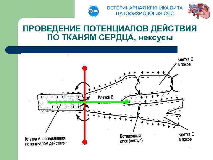 ВЕТЕРИНАРНАЯ КЛИНИКА ВИТА ПАТОФИЗИОЛОГИЯ ССС ПРОВЕДЕНИЕ ПОТЕНЦИАЛОВ ДЕЙСТВИЯ ПО ТКАНЯМ СЕРДЦА, нексусы 