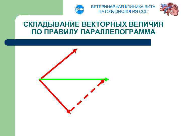 ВЕТЕРИНАРНАЯ КЛИНИКА ВИТА ПАТОФИЗИОЛОГИЯ ССС СКЛАДЫВАНИЕ ВЕКТОРНЫХ ВЕЛИЧИН ПО ПРАВИЛУ ПАРАЛЛЕЛОГРАММА 