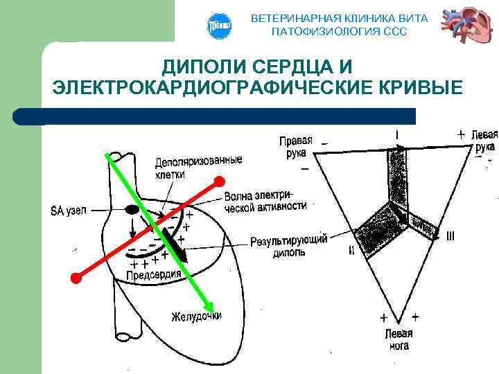 ВЕТЕРИНАРНАЯ КЛИНИКА ВИТА ПАТОФИЗИОЛОГИЯ ССС ДИПОЛИ СЕРДЦА И ЭЛЕКТРОКАРДИОГРАФИЧЕСКИЕ КРИВЫЕ 