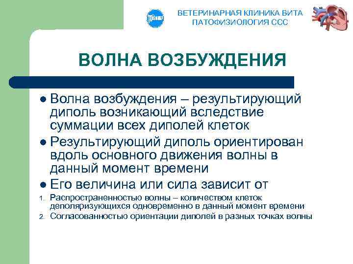 ВЕТЕРИНАРНАЯ КЛИНИКА ВИТА ПАТОФИЗИОЛОГИЯ ССС ВОЛНА ВОЗБУЖДЕНИЯ l Волна возбуждения – результирующий диполь возникающий