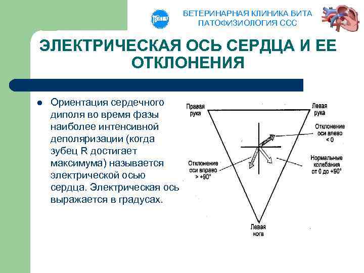 ВЕТЕРИНАРНАЯ КЛИНИКА ВИТА ПАТОФИЗИОЛОГИЯ ССС ЭЛЕКТРИЧЕСКАЯ ОСЬ СЕРДЦА И ЕЕ ОТКЛОНЕНИЯ l Ориентация сердечного